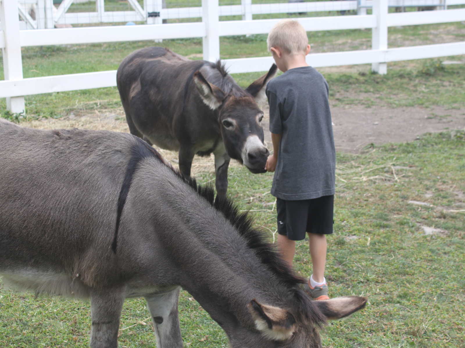 donkey in fore front leaning over to eat grass while blonde haired boy feeds another donkey in background