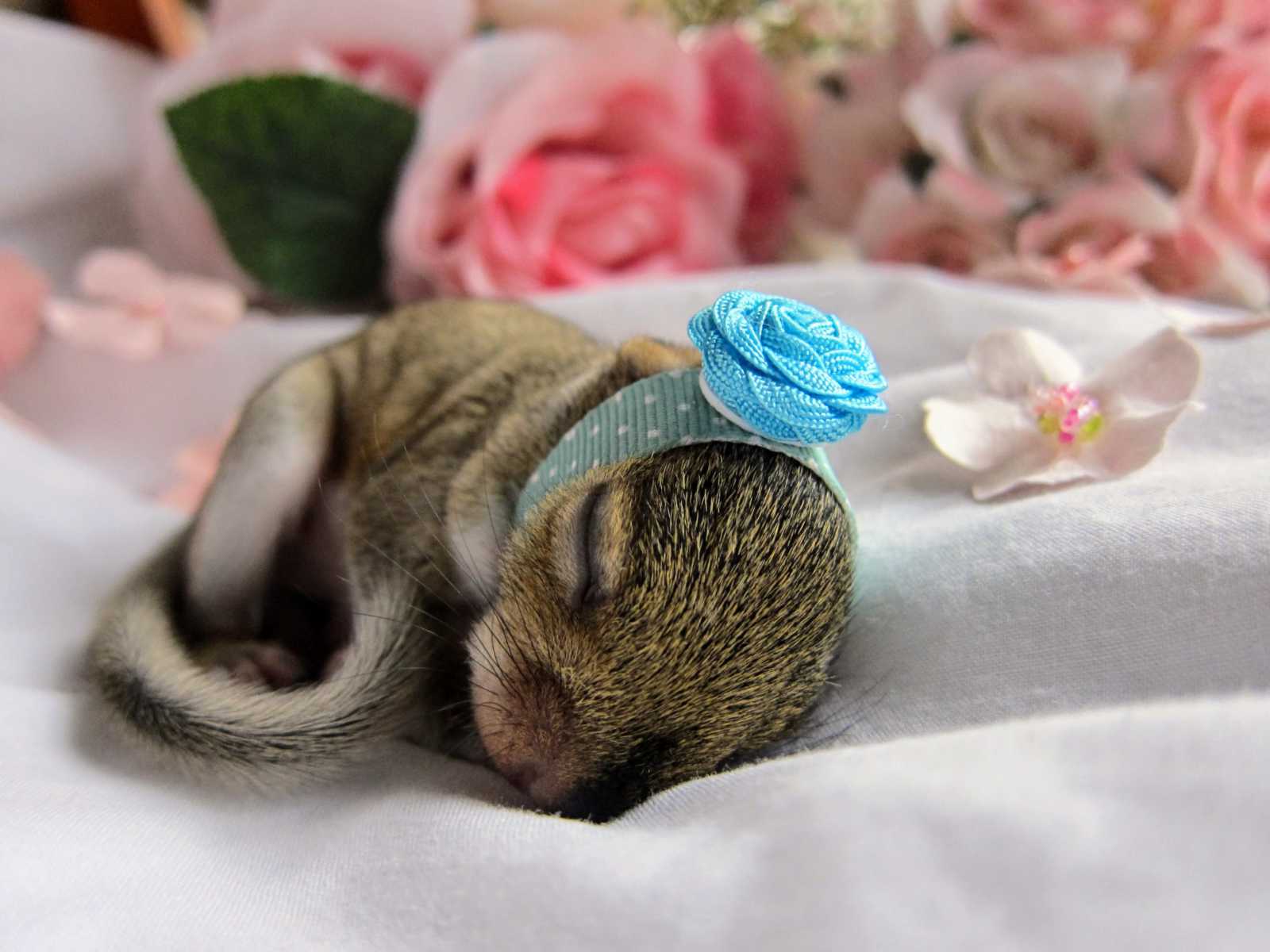 baby squirrel is sleeping on white blanket with blue polka dot headband with rose and pink roses in background