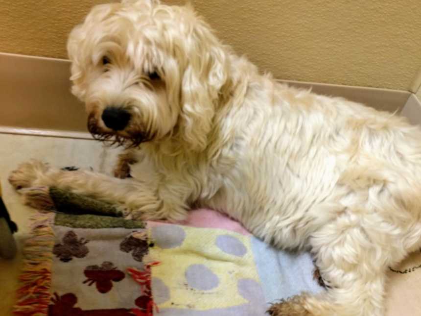 little white dog with dirty face laying on a patchwork blanket in the corner of a room