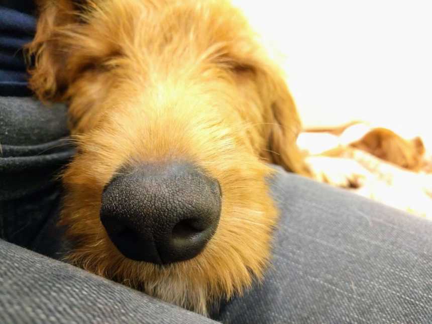 head of a golden colored dog sleeping on persons lap