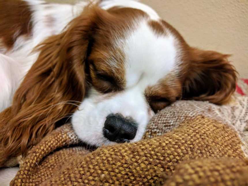 white and brown dog sleeping with its head on a blanket