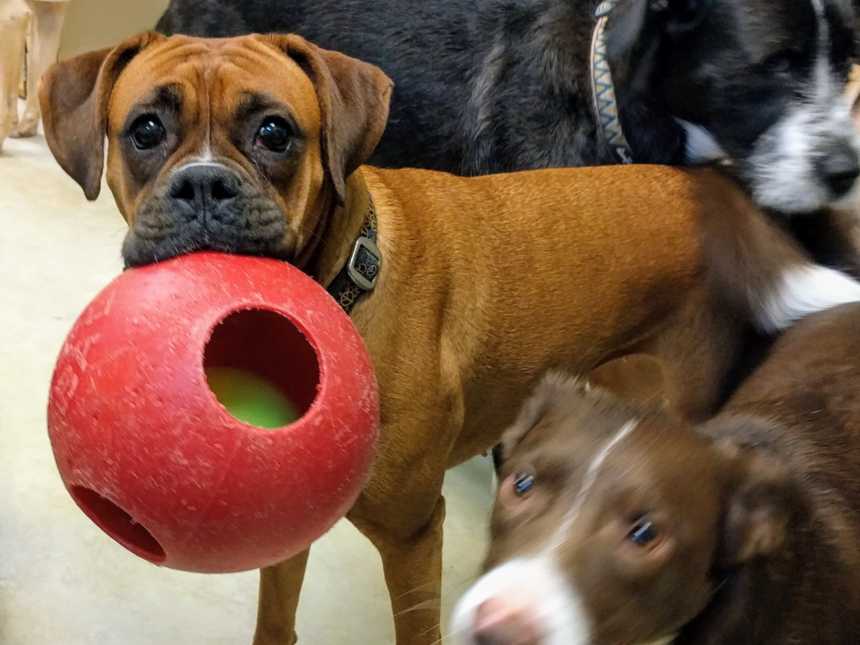 medium sized brown dog with a ball in its mouth with a smaller dog standing in front of it and a big dog behind it
