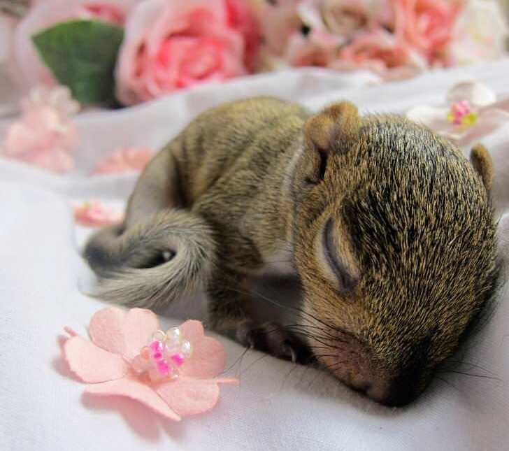 baby squirrel sleeping next to a little fake flower