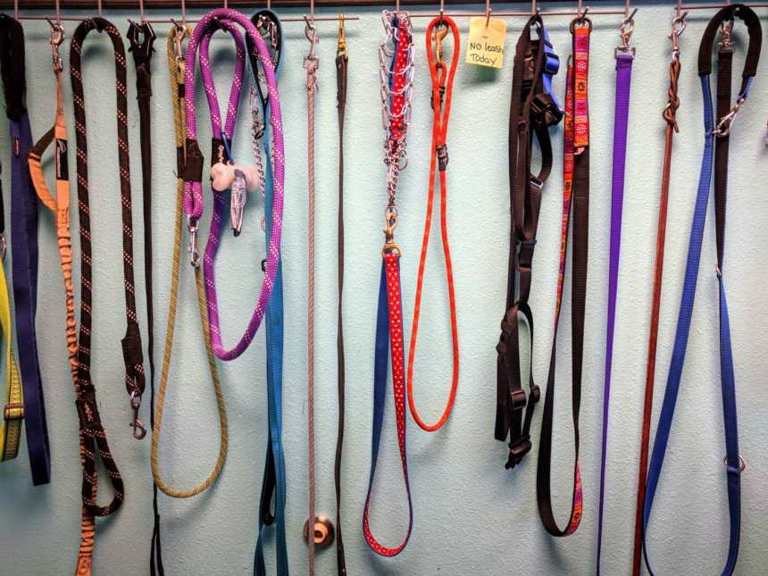 rows of colorful dog leases hanging on hooks 