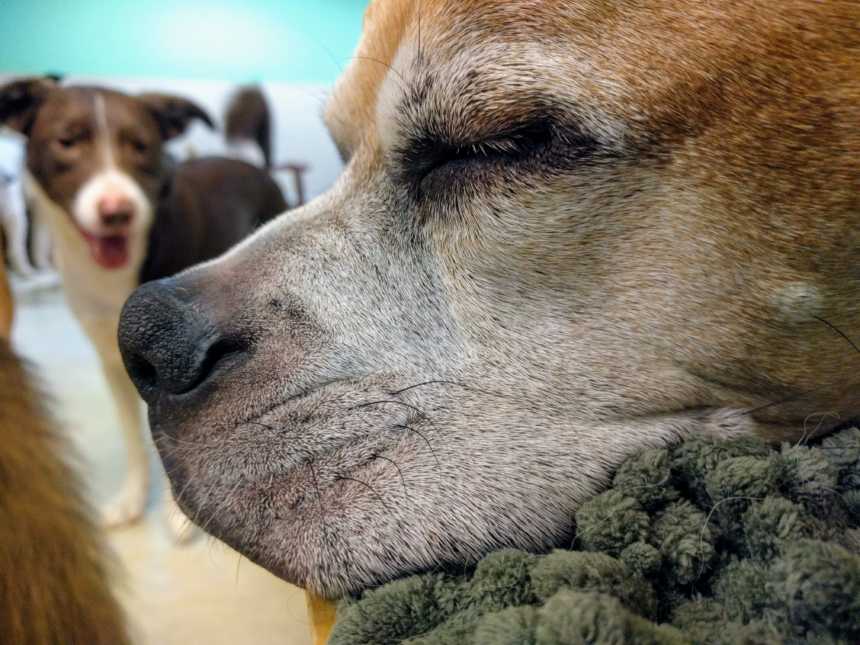 face of old graying dog sleeping with a younger dog looking on in the background