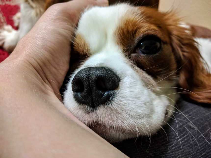 brown and white dog resting its head an a persons hand