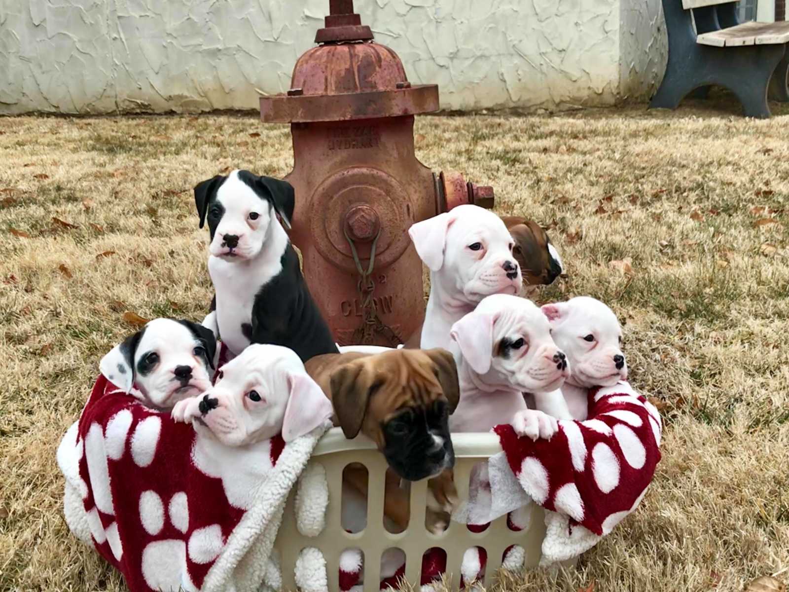 puppies sit in laundry basket with a red and white blanket with paw prints on in in from of fire hydrant