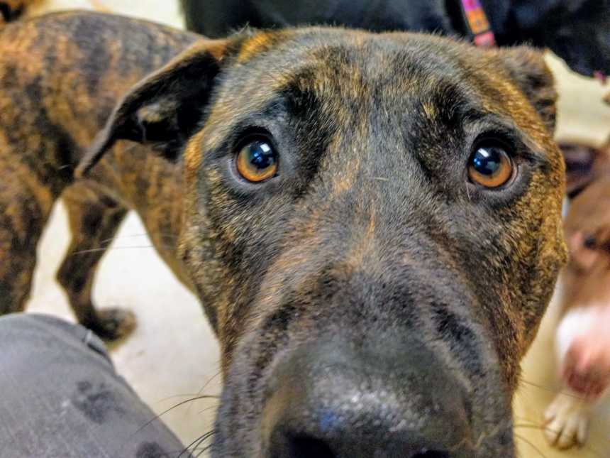 face of black and brown speckled dog with big brown eyes and pointy ears flopped over