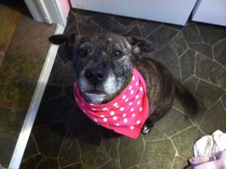 graying adopted dog wearing pink bandana with white spots looks up while sitting
