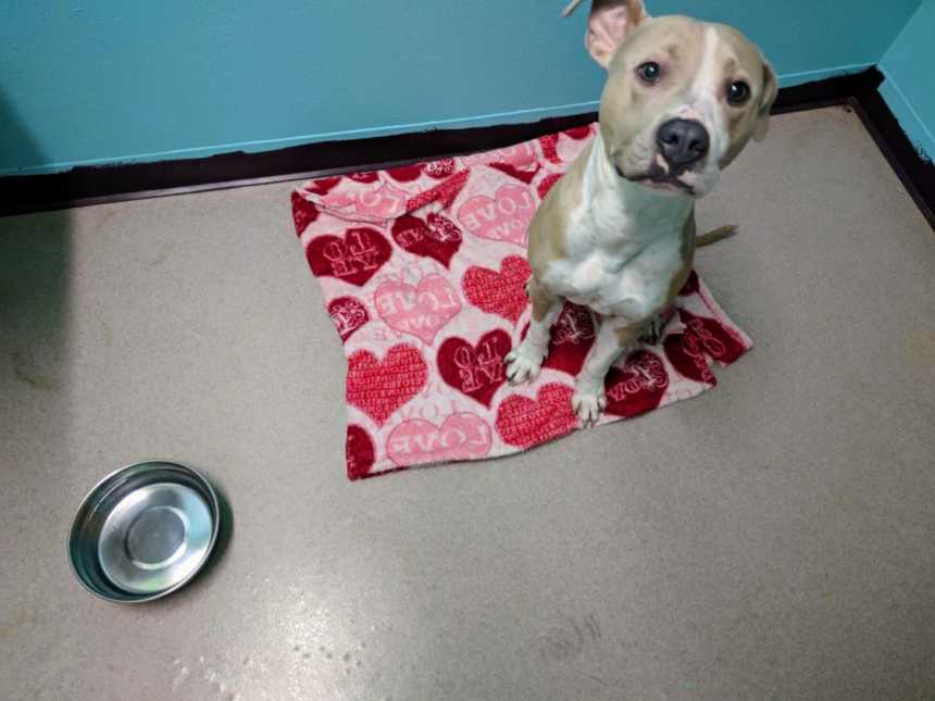 cream and white dog with one ear up in the air sitting on a pink and red heart blanket with empty bowl next to it