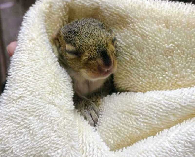 baby squirrel sleeps wrapped in a towel with it's head popping out 