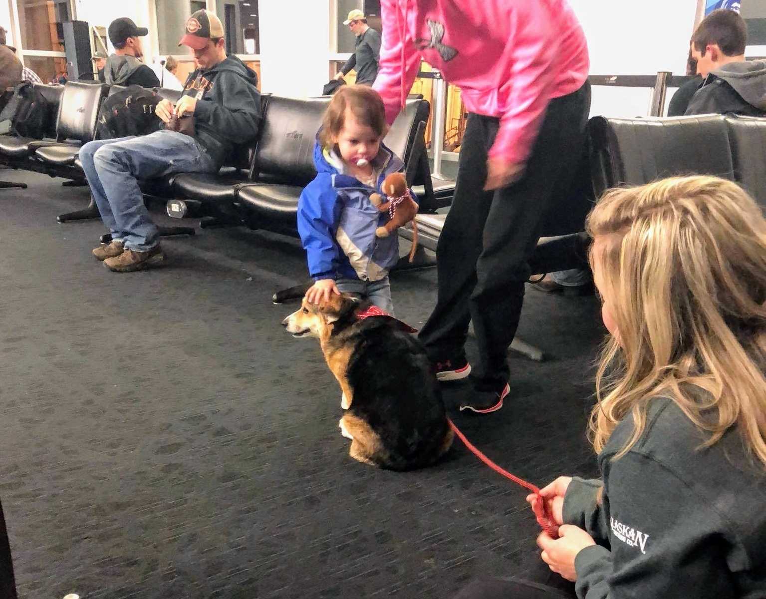 dog owner crouching down holding dog on red leash while toddler with pacifier comes to pet dog sitting down