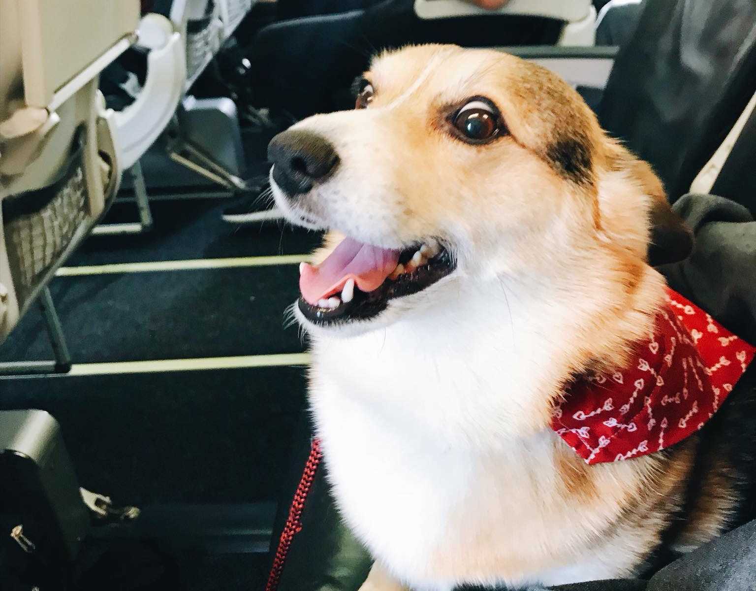 dog with red bandana on sitting on airplane seat with mouth open
