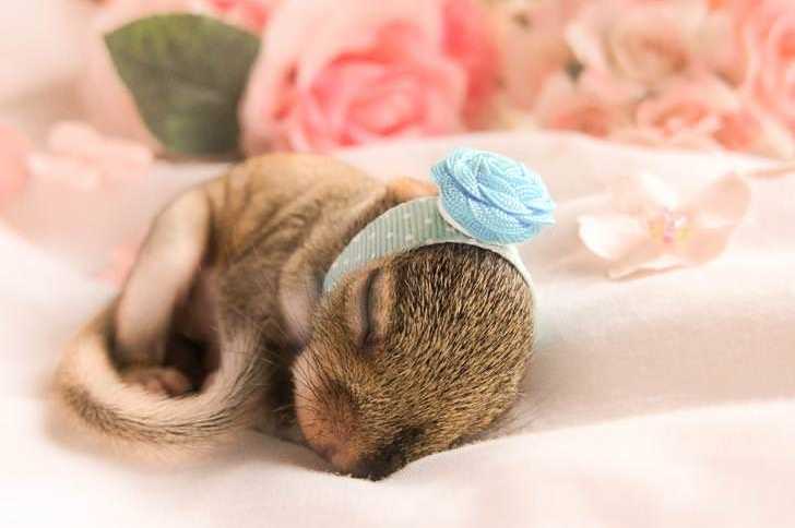 baby squirrel sleeps with a teal polka dot headband on with blue rose on top with pink roses in background