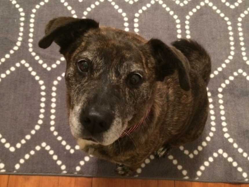 graying adopted dog looks up while sitting 