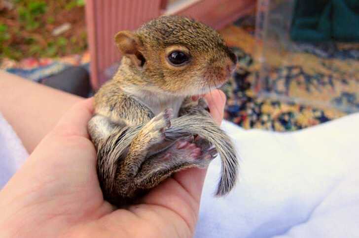 hand is held out with a baby squirrel sitting in it