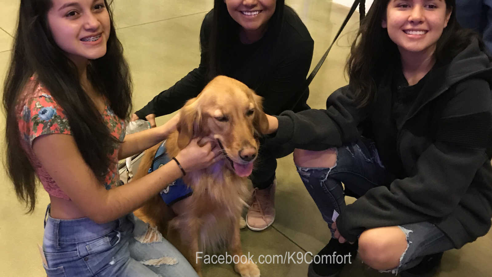 golden retriever support dog sits while three teen girls crouch down to pet dogs head