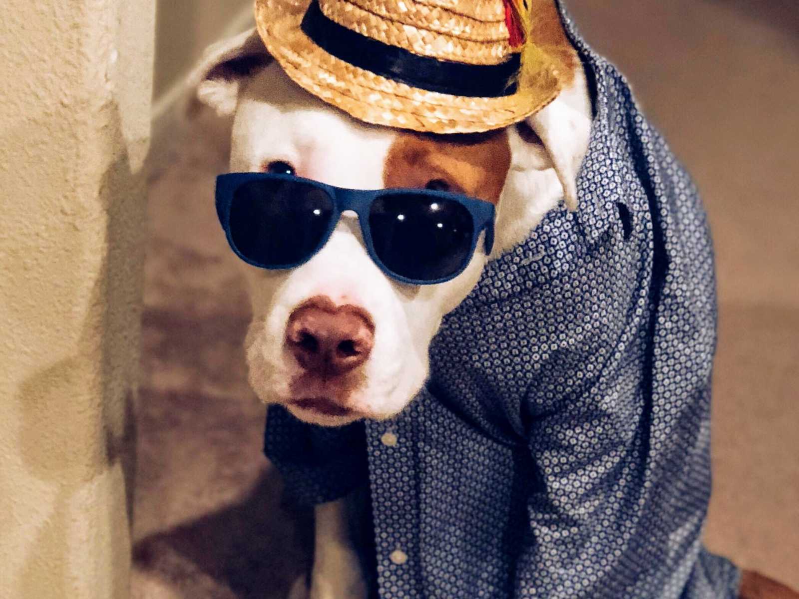 Dog with sunglasses, fedora, and button down shirt sitting down