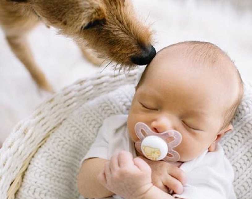 dog sniffing newborn sleeping in white basket with arms crossed and pacifier in mouth