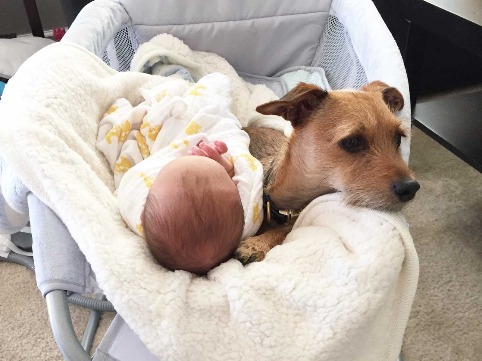 baby sleeping in portable crib with dog laying next to it