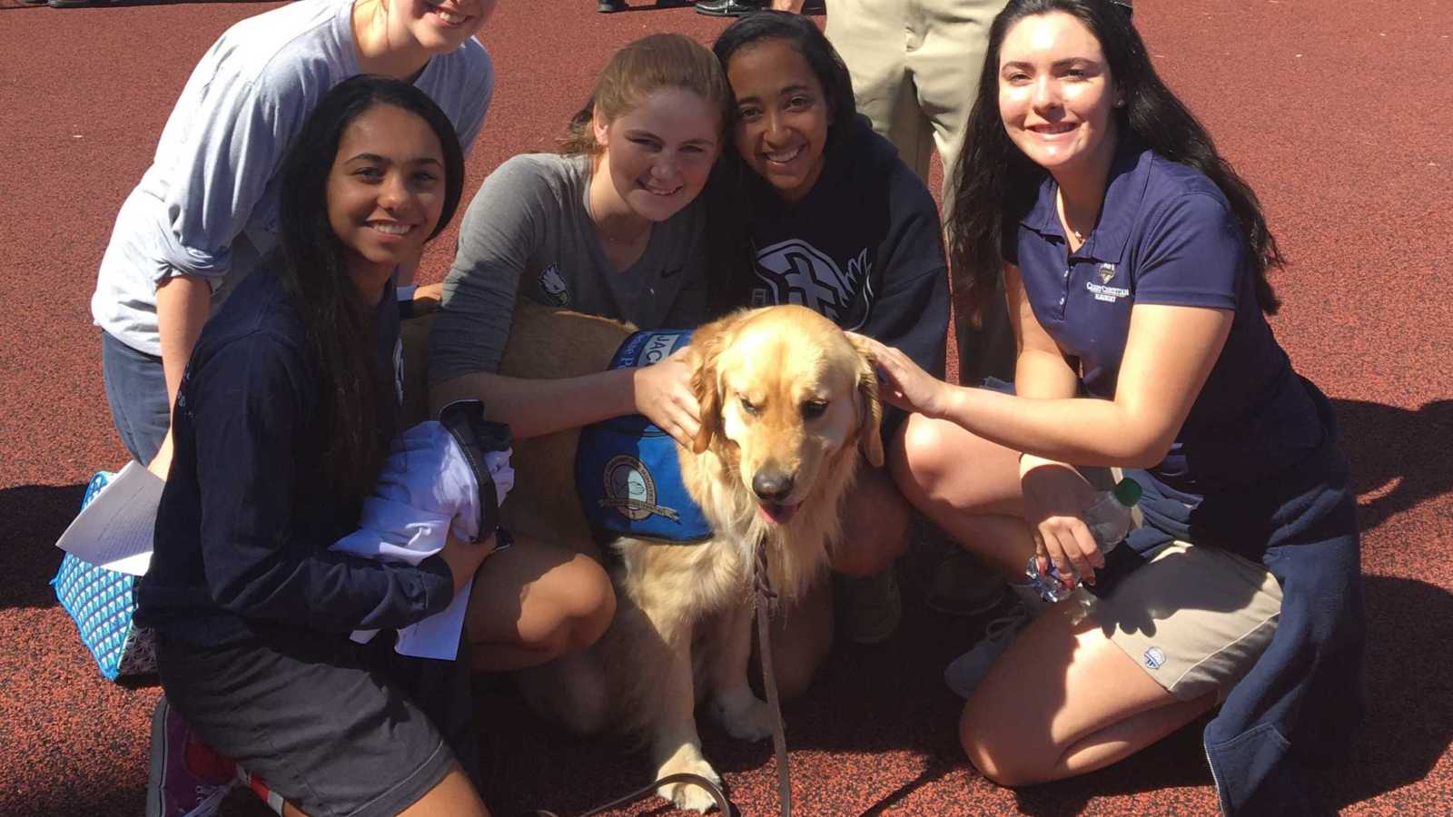 golden retriever with blue vest on stands while teen girls gather around crouching to pet dog