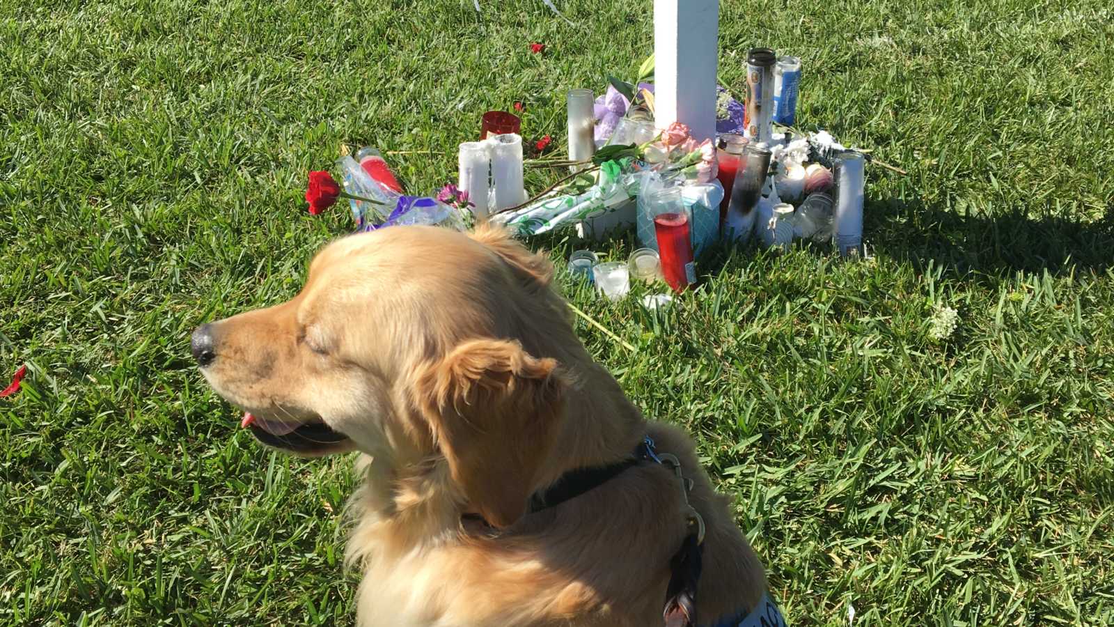 golden retriever with head turned to side at forefront with a white post surrounded by candles and flowers in background