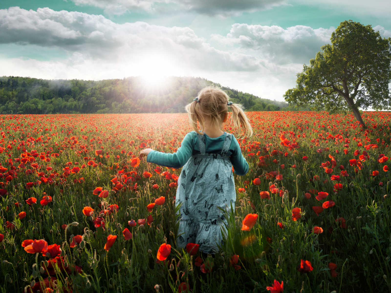 view from the back of a blonde little girl with pigtails running through field of red flowers