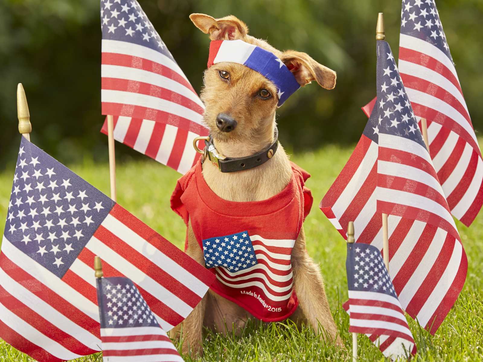 dog sitting in grass with amercan flag tshirt and bandana on next to mini american flags staked in yard