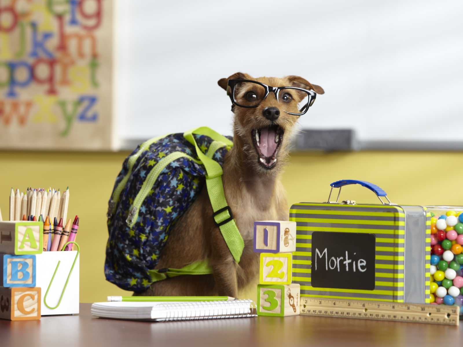dog with glasses and backpack on sitting on classroom desk with lunchbox saying, "mortie" next to pencils and crayons