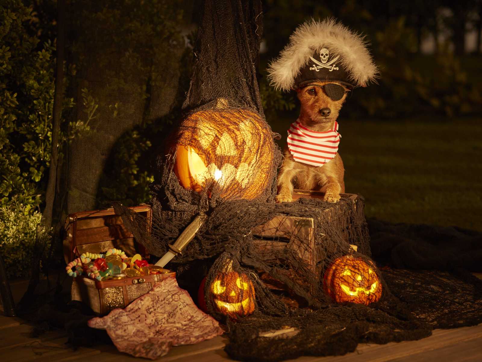 dog with eye patch and pirate har on sitting next to jack-o-lanterns and chest with pirate bootie and sword