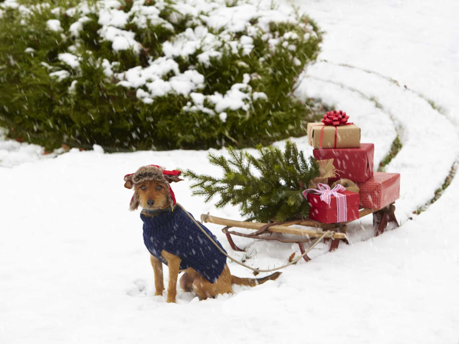 dog with winter hat and sweater on pulling sled with presents and pine tree in snow