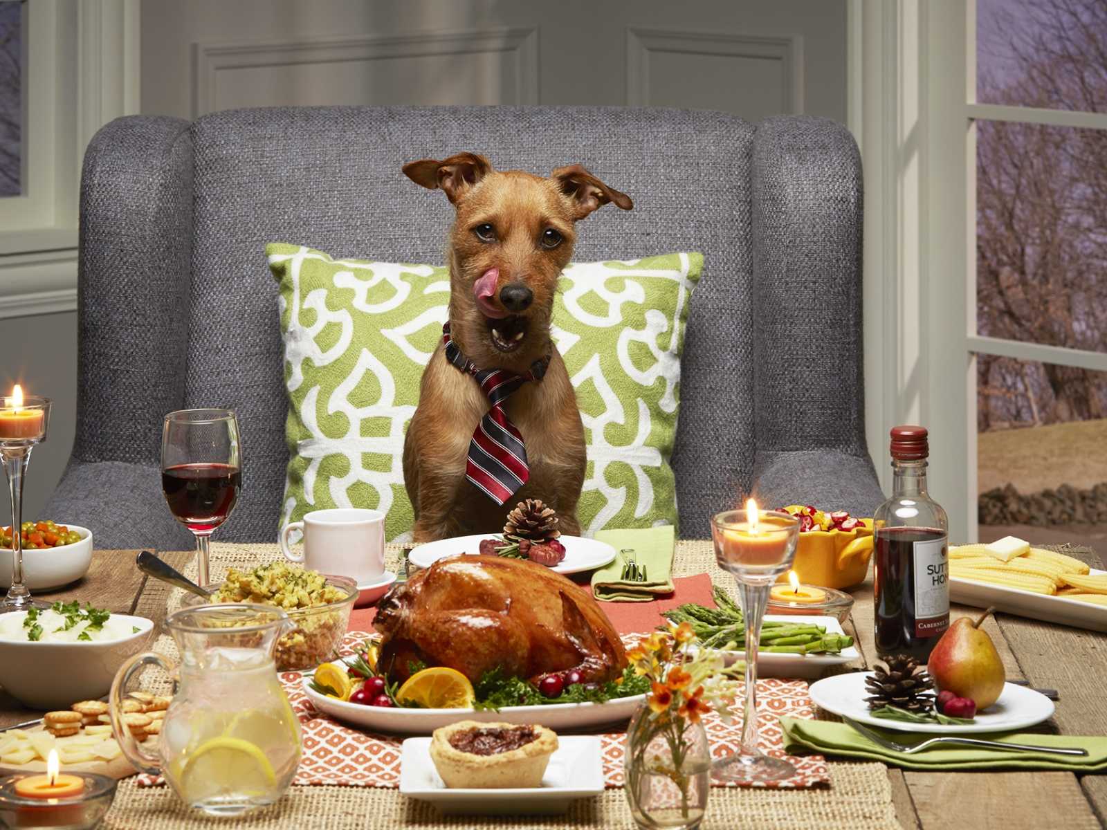 dog with bow tie on licking his mouth sitting at dining room table with thanksgiving feats in front of him