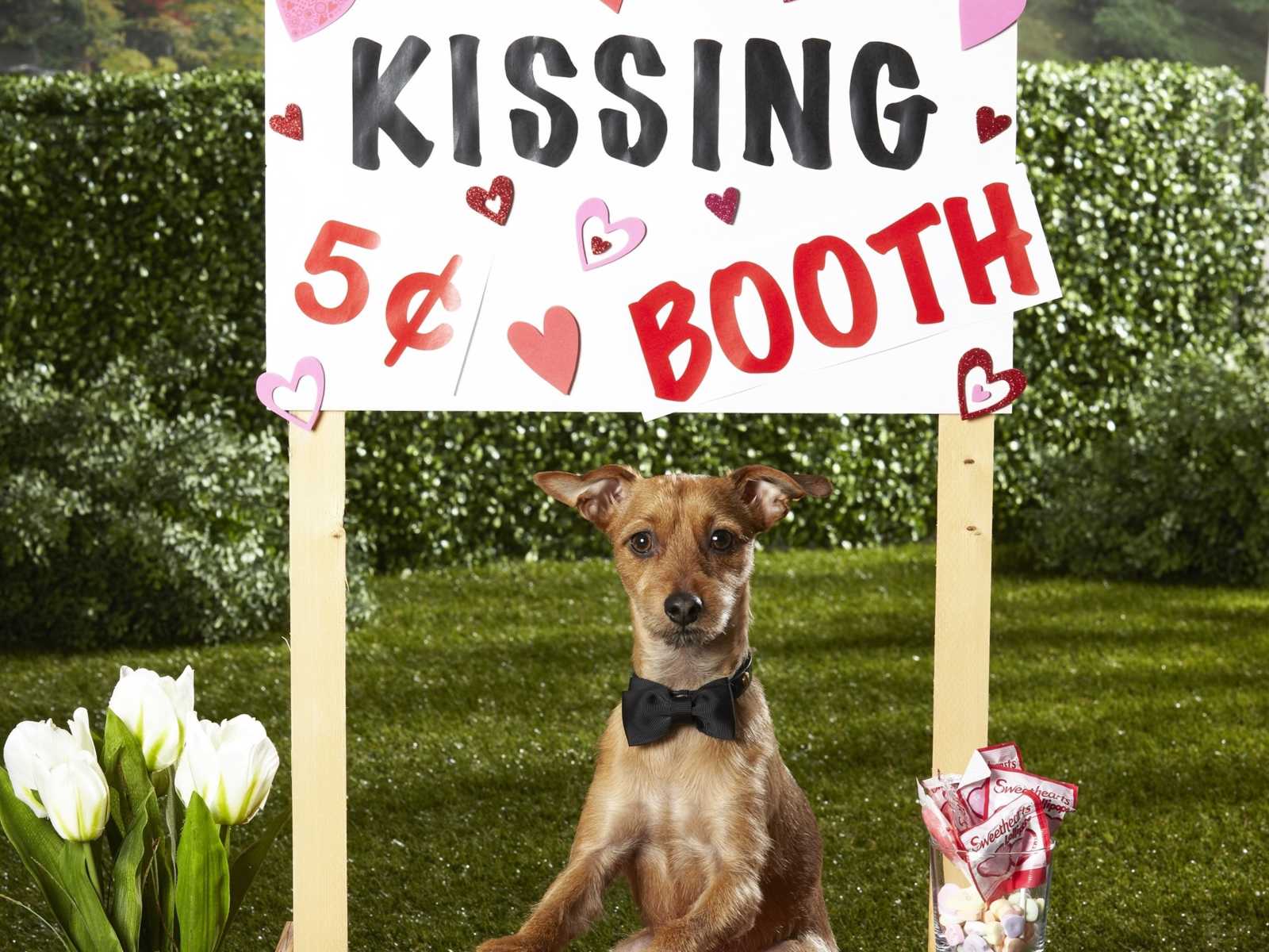 dog with bowtie sitting under sign saying, "kissing booth $.05" next to white tulips and candy in yard