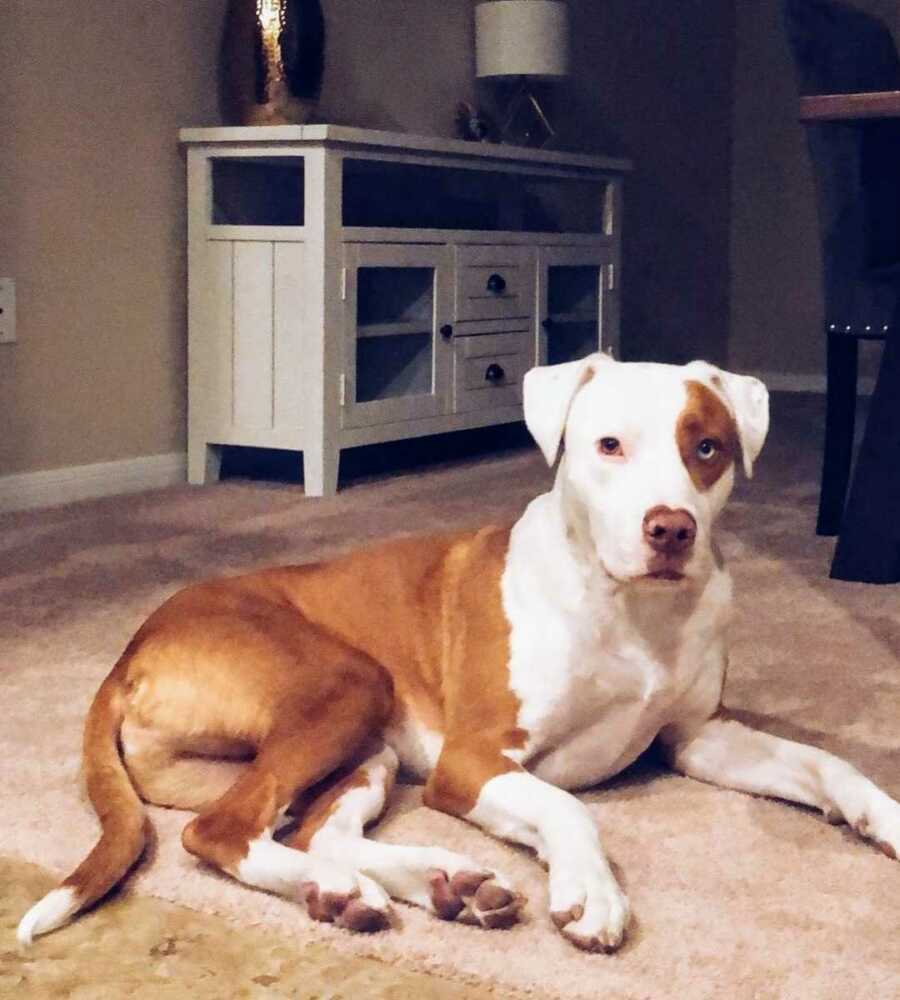 dog lies on floor in dining room