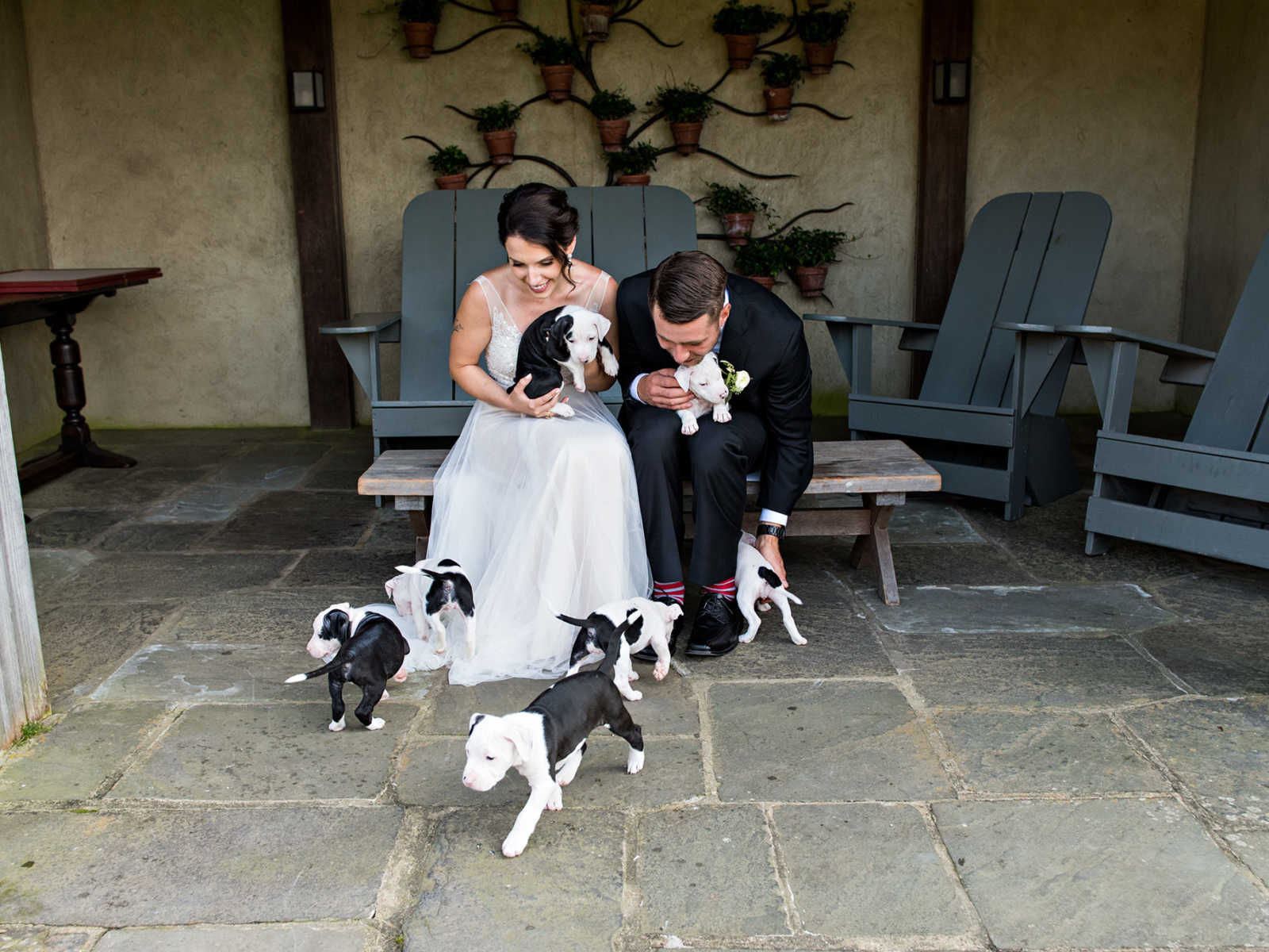 Bride and groom sit on wooden bench with rescue puppies on their laps and at their feet