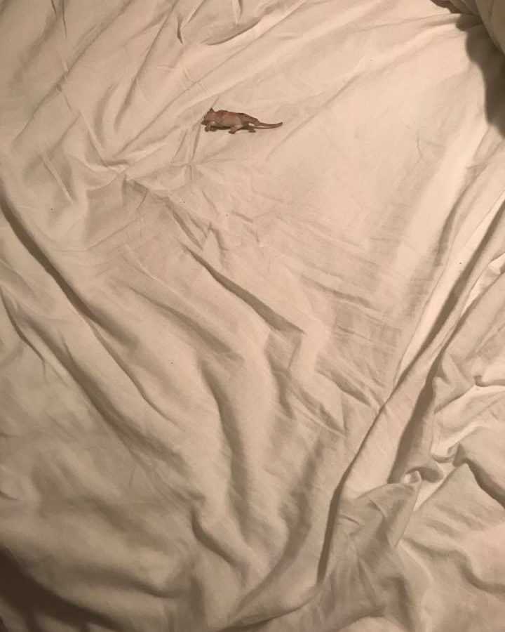 Mouse laying on bed with white sheets