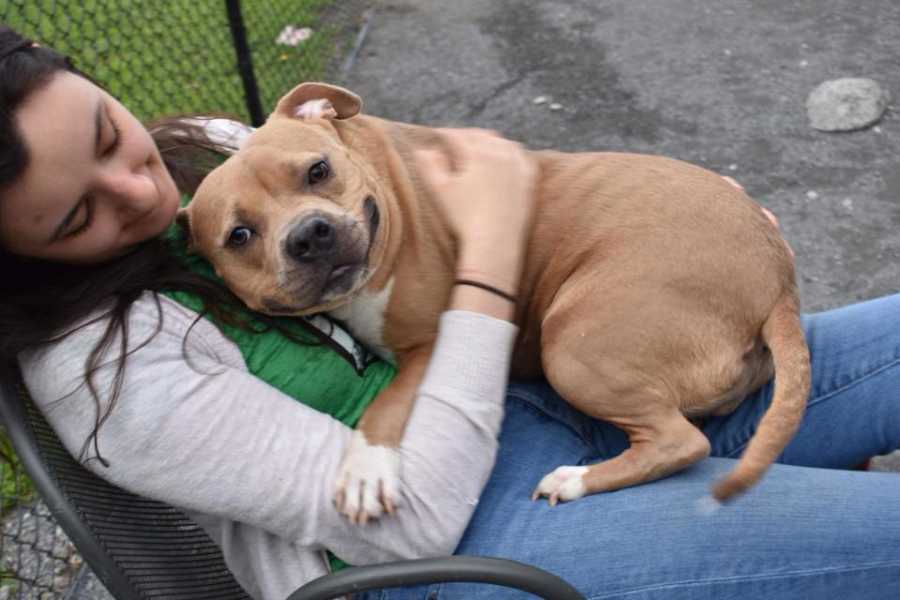 Woman sitting in chair smiles down at dog up for adoption who is sitting on her curled up to her chest