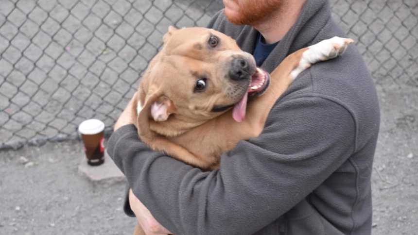 Dog up for adoption is held in mans arm with tongue hanging out side of his mouth