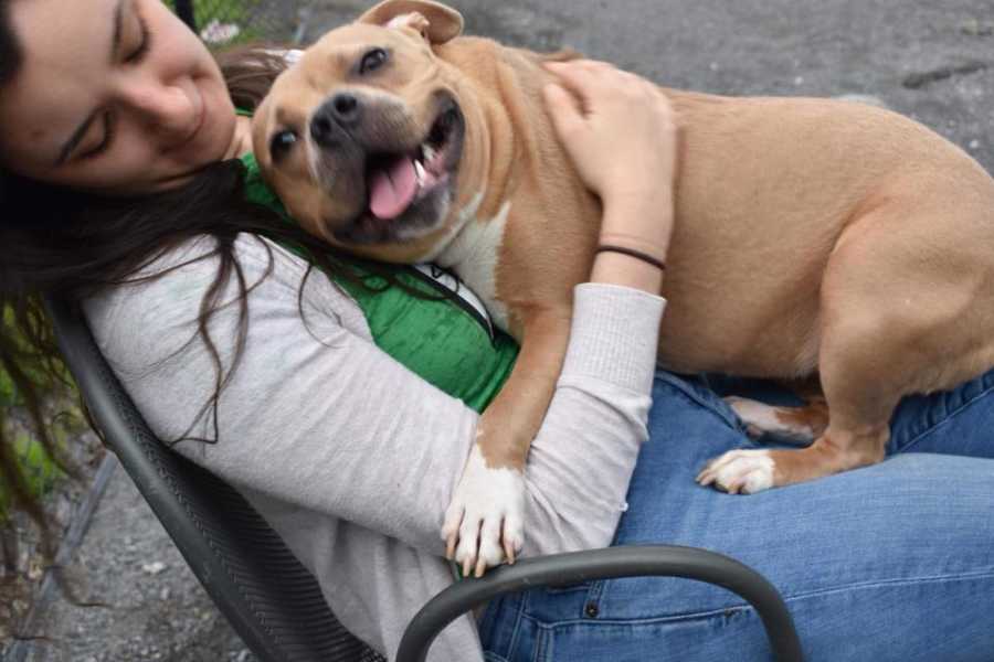 Dog up for adoption sits on woman's lap with mouth open almost like a smile 