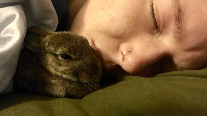 Baby bunny who tried to hop in bathtub asleep under owner's chin