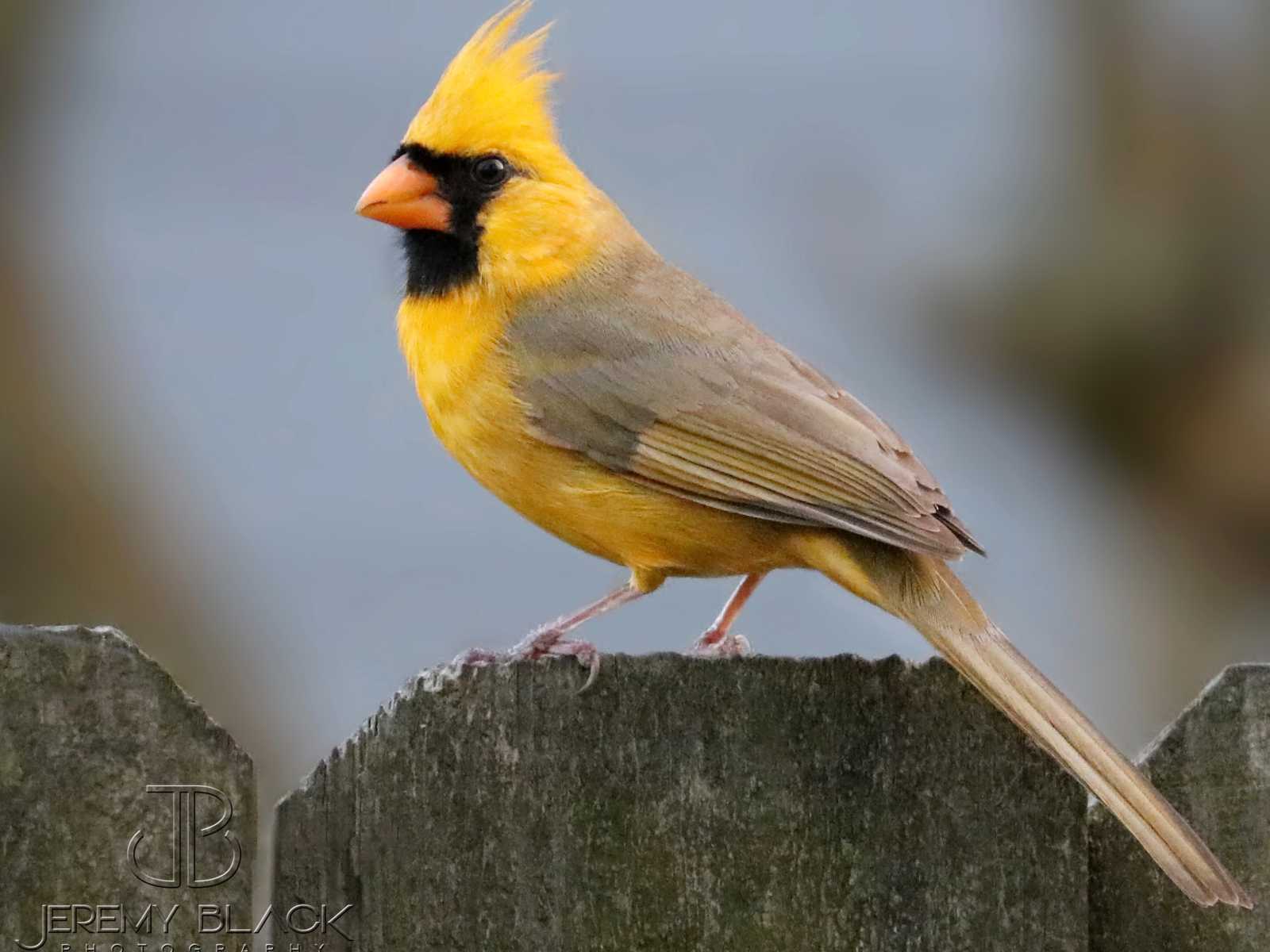 Yellow cardinal sits on top of wooden fence