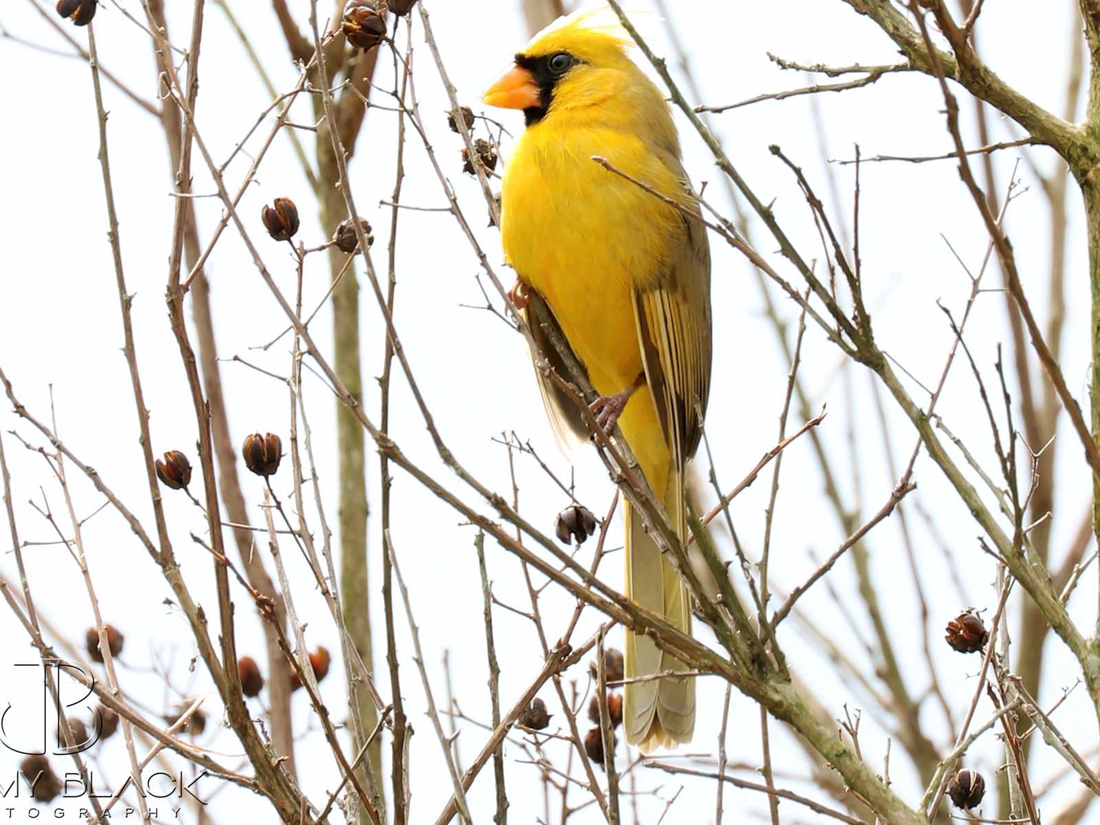 Yellow cardinal sits on little branches of trees