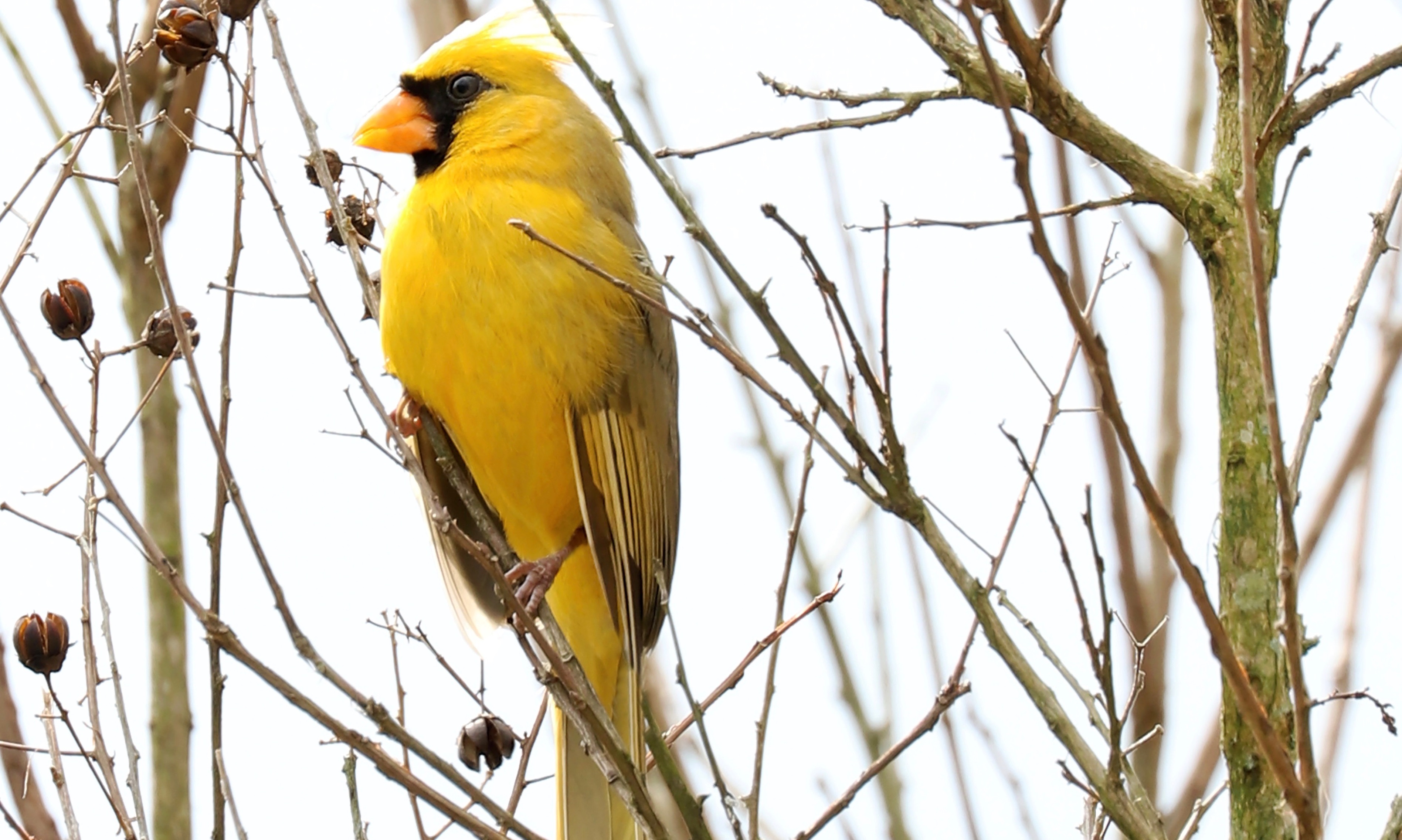 One-in-a-million' yellow cardinal spotted in woman's backyard, has people  flocking to Alabama – Love What Matters