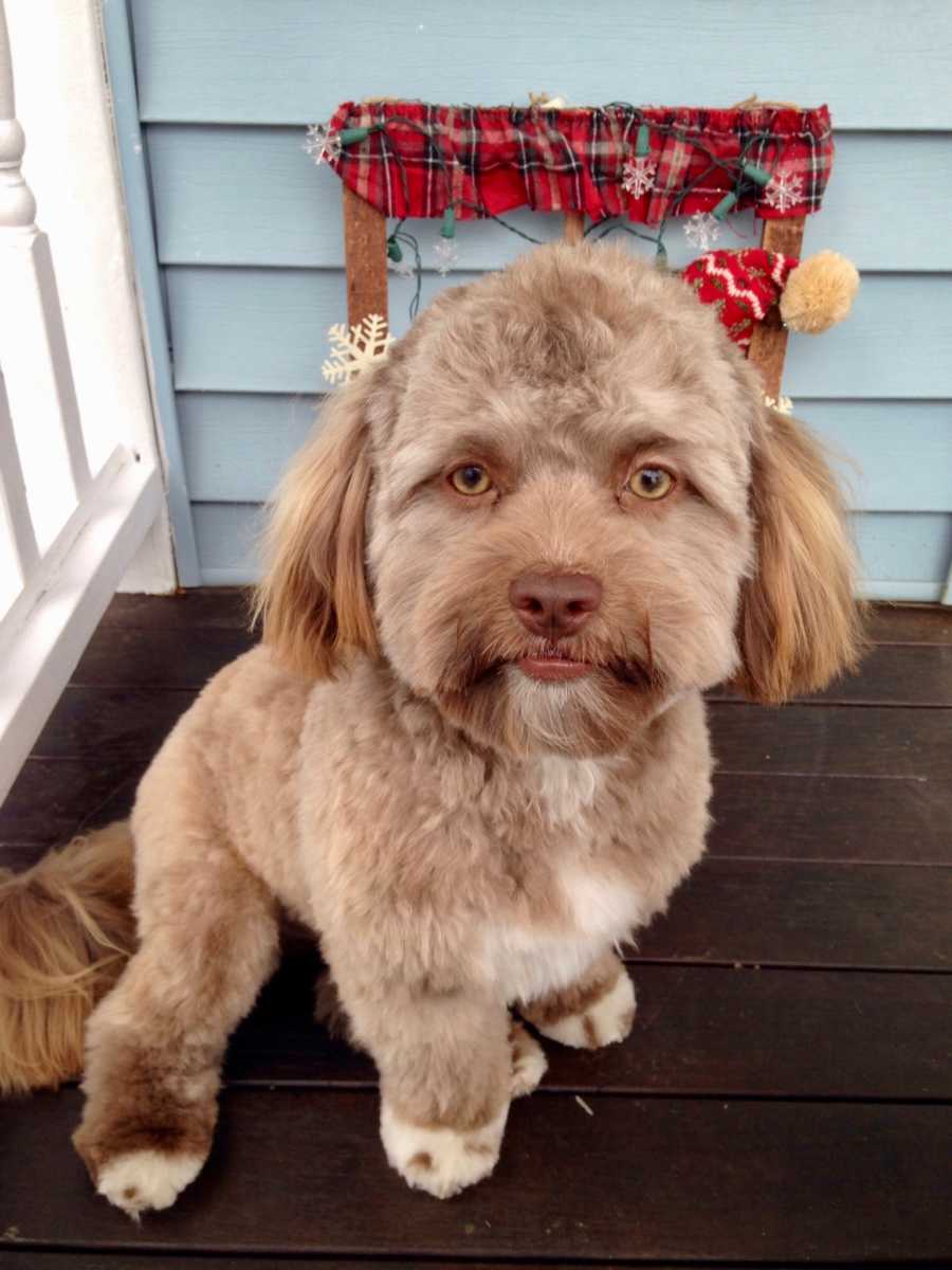 Close up of brown dog sitting who has a human-like face