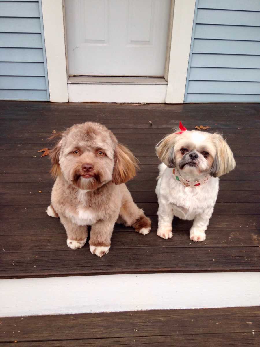 Two dogs sit outside and one dog seems to have human face