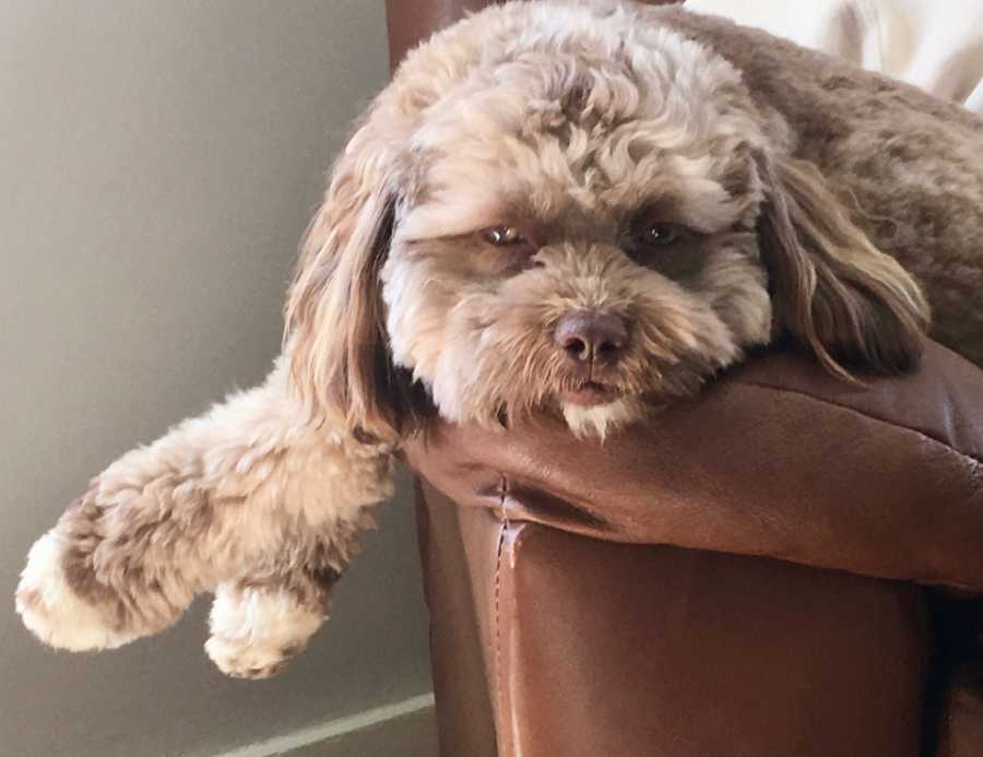 Brown dog who has human-like face lies on armrest of chair