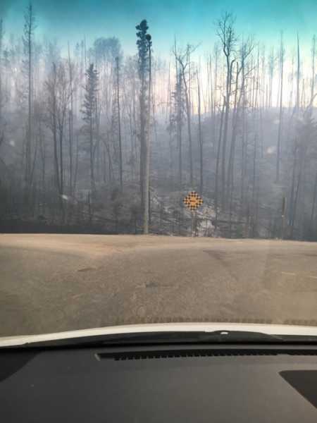 View from car wind shield of dead trees as a result of wild fires