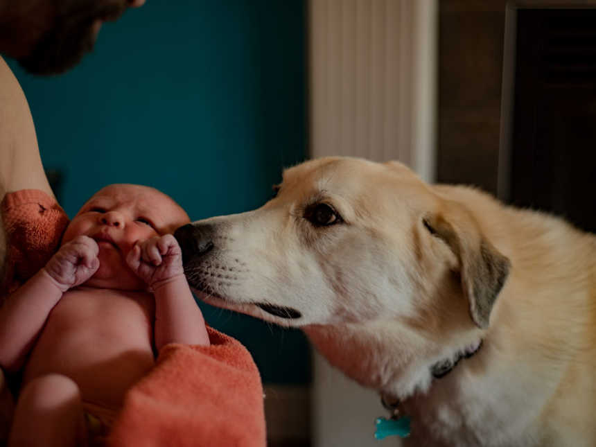 Dog sniffing newborn's head