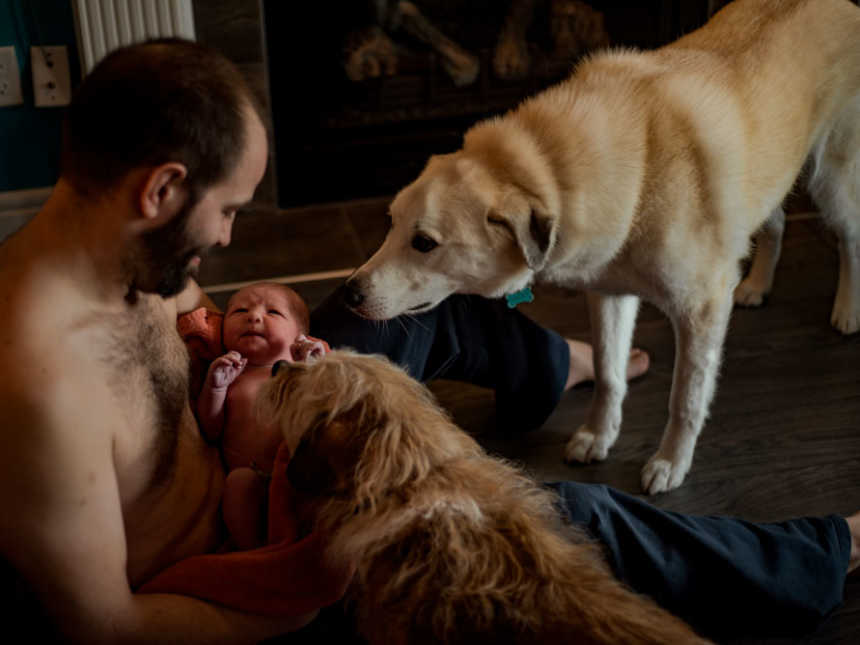 Shirtless father holding newborn in his arms while two dogs sniff him