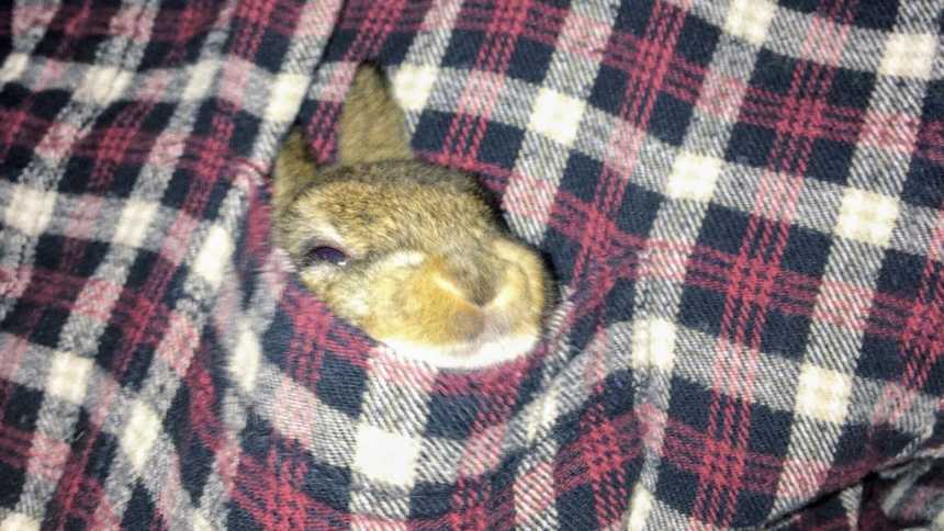 Baby bunny that tried to hop in bath tub in the front pocket of flannel shirt